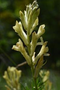Astragalus aquilanus - S. Colombo