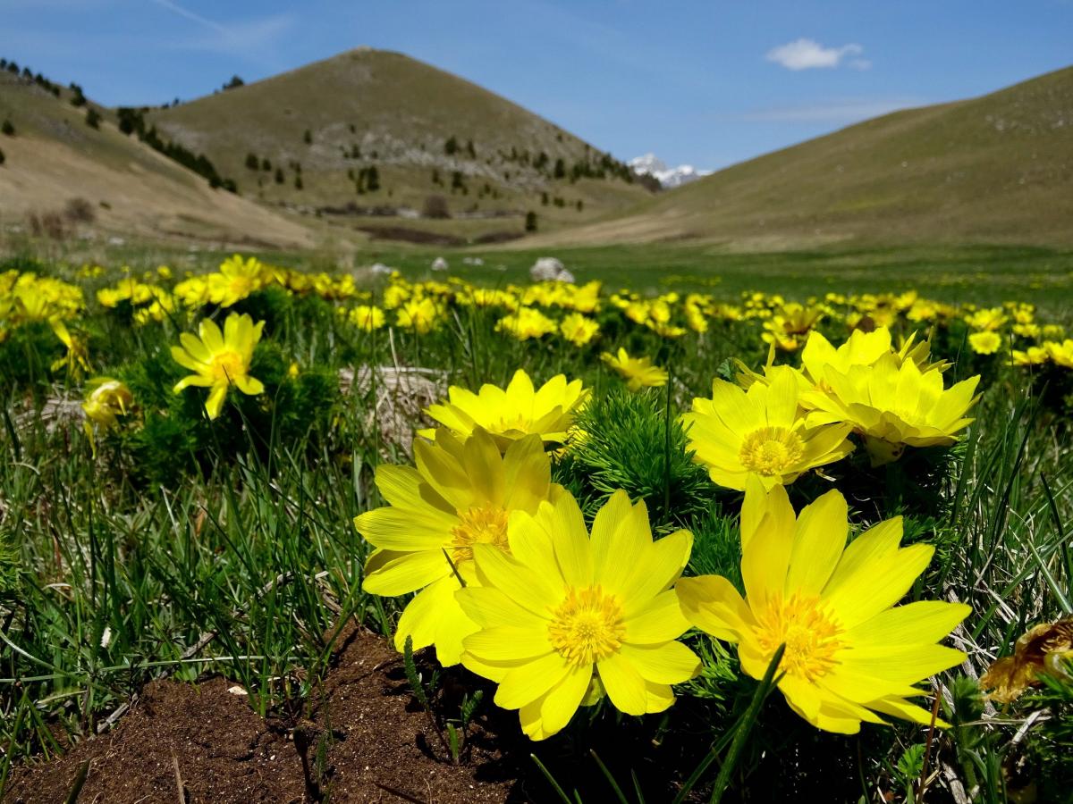 Adonis vernalis L. - Foto di Francesca Daverio