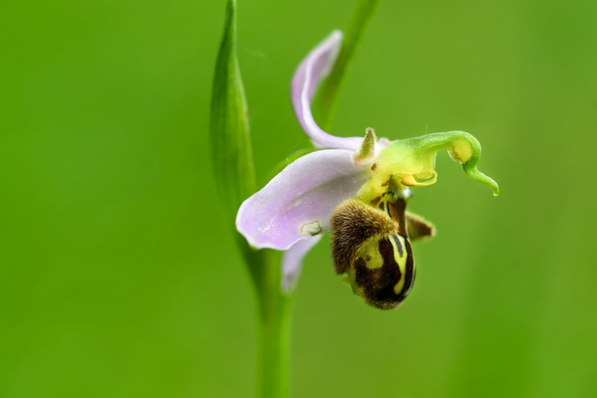 Ophrys apifera Huds. - Foto di Marcello De Meo