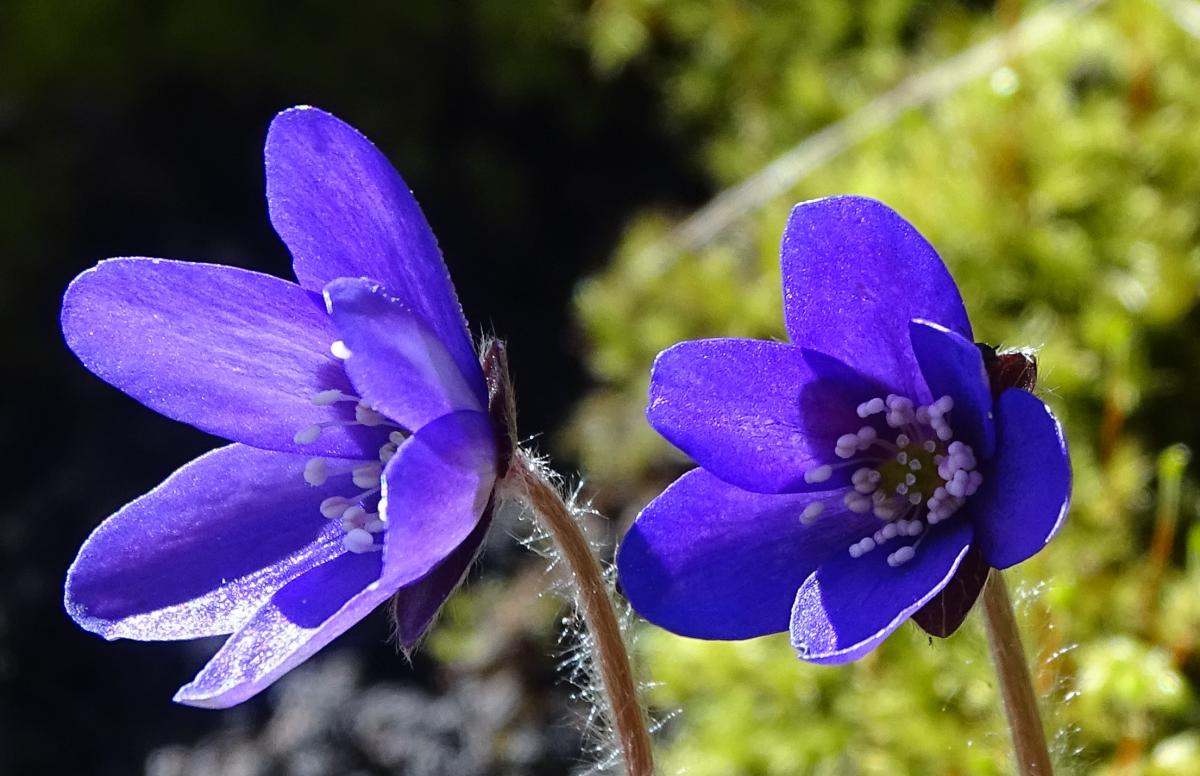 Hepatica nobilis Mill. - Foto di Angela Di Domenico