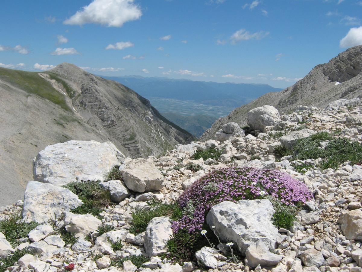 Silene acaulis (L.) Jacq. subsp. bryoides (Jord.) Nyman