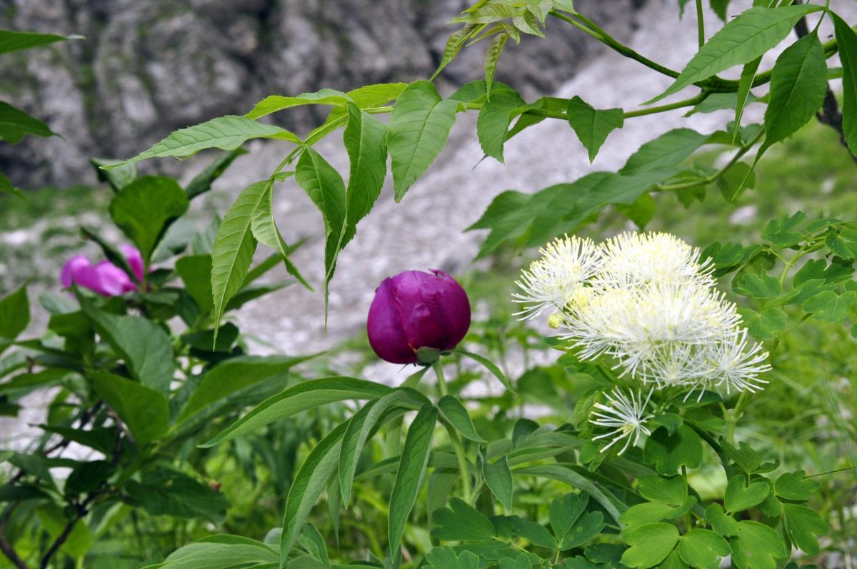 Paeonia officinalis L. subsp italica N.G. Passal. e Bernardo - Thalictrum aquilegiifolium L. subsp. aquilegiifolium