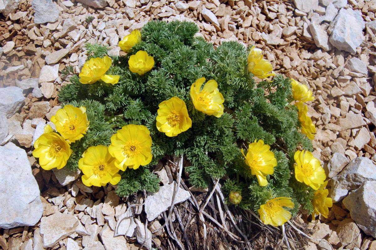 Adonis distorta Ten.