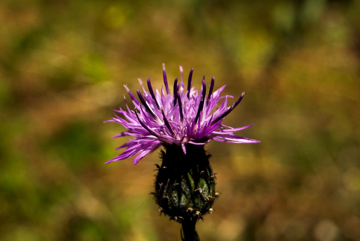 Centaurea ambigua Guss.