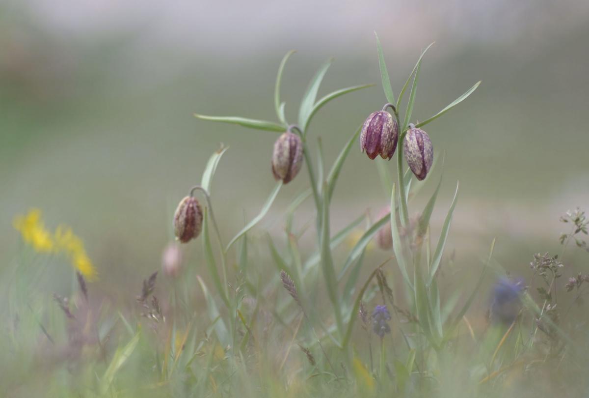 Fritillaria montana Hoppe ex W.D.J. Koch