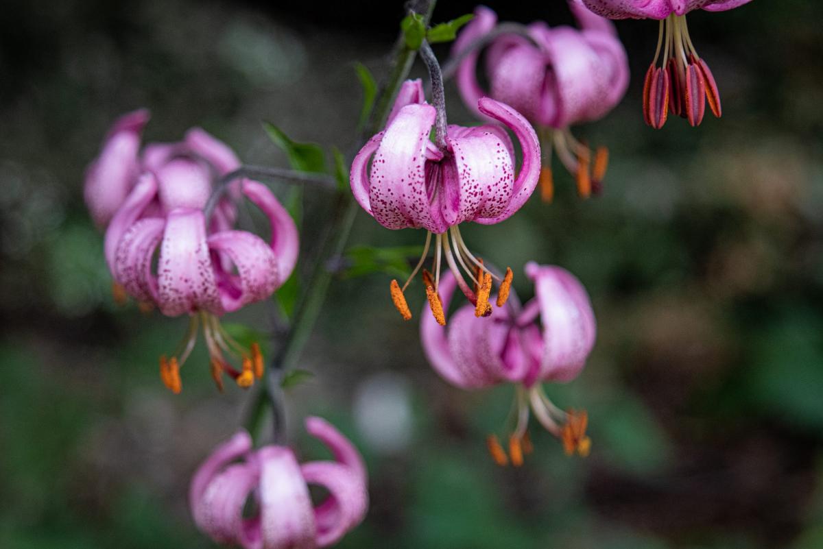 Lilium martagon L.