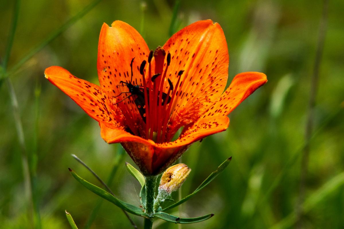 Lilium bulbiferum L. subsp. croceum (Chaix) Jan