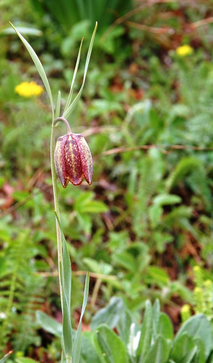 Fritillaria montana Hoppe ex W.D.J. Koch