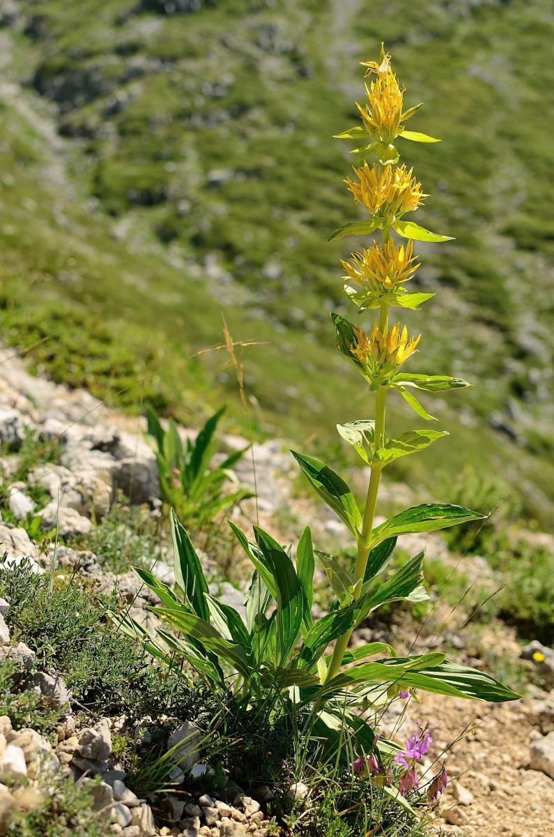 Gentiana lutea L. subsp. lutea