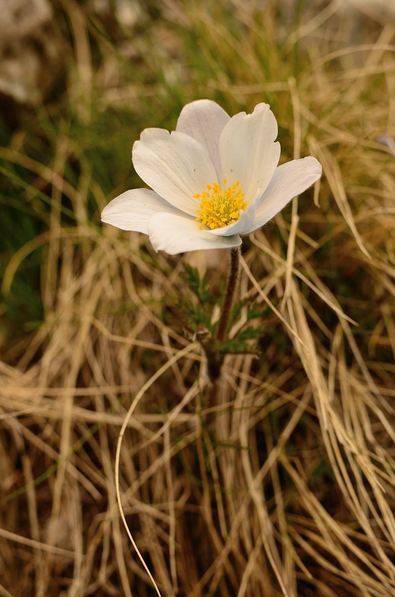 Pulsatilla alpina (L.) Delarbre subsp. millefoliata (Bertol.) D.M.Moser