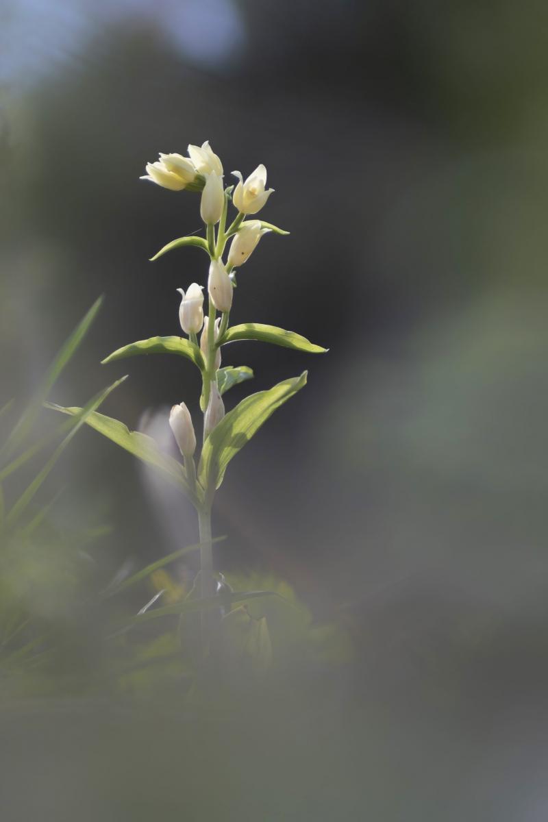 Cephalanthera damasonium (Mill.) Druce 