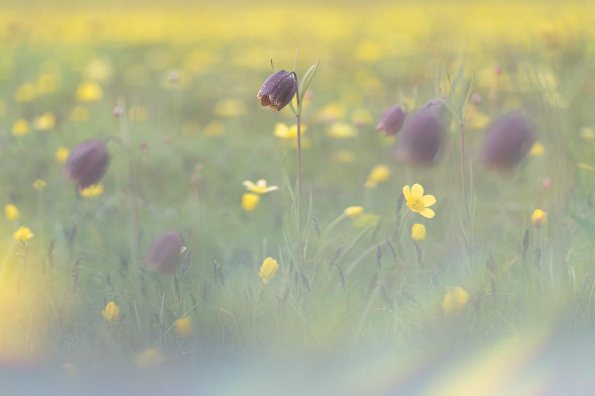 Fritillaria montana Hoppe ex W.D.J. Koch 