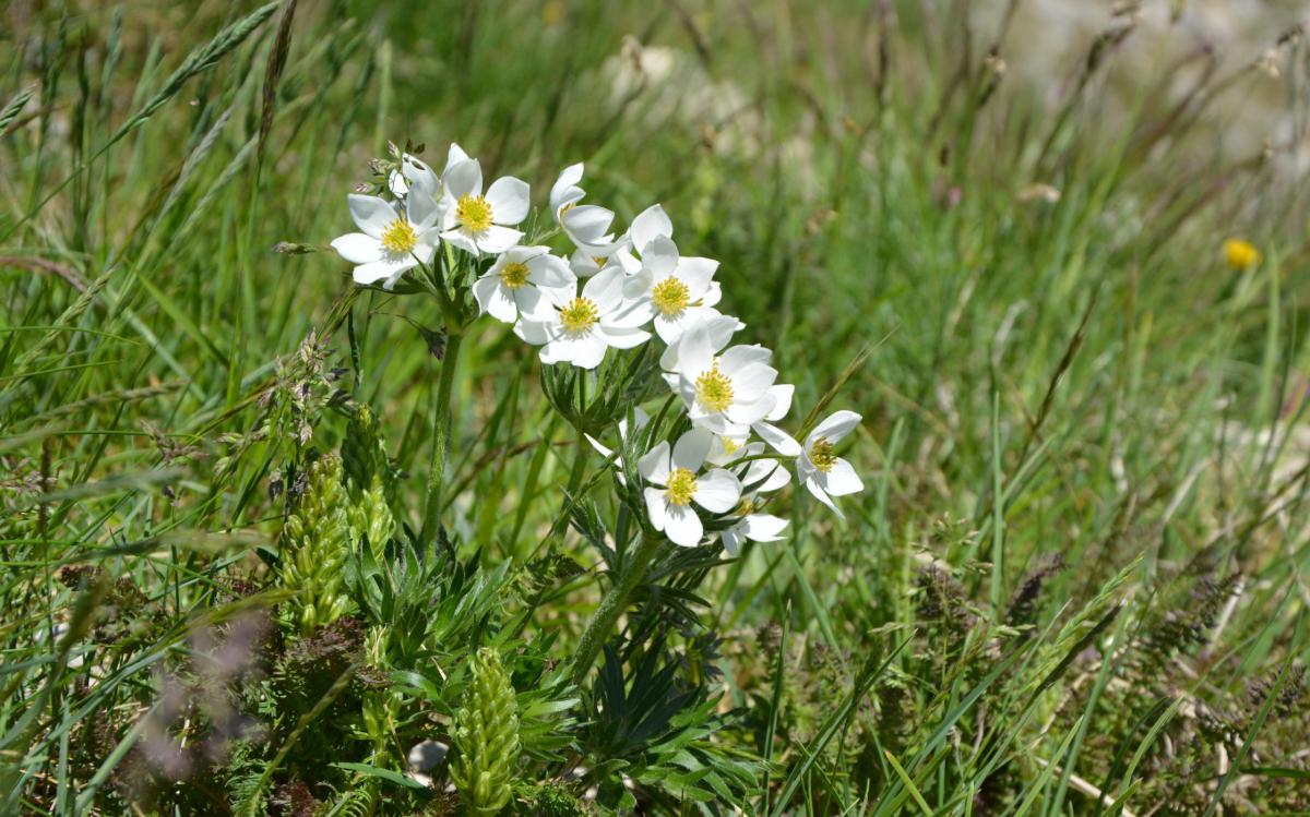 Anemonastrum narcissiflorum (L.) Holub subsp. narcissiflorum