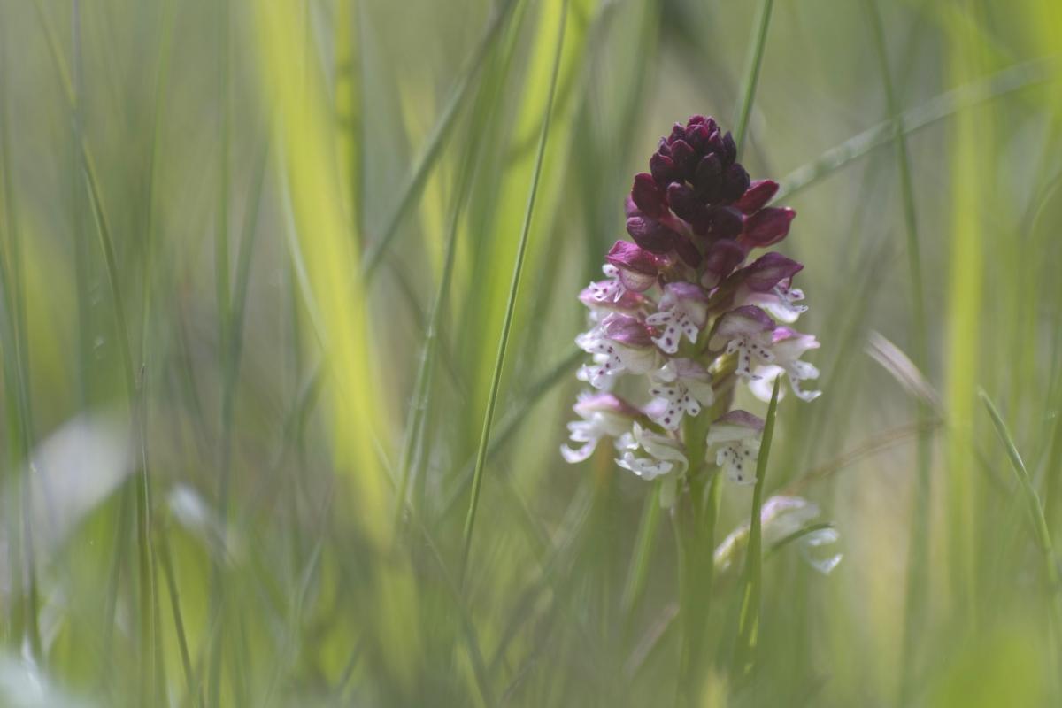 Neotinea ustulata (L.) R.M. Bateman, Pridgeon e M.W.Chase