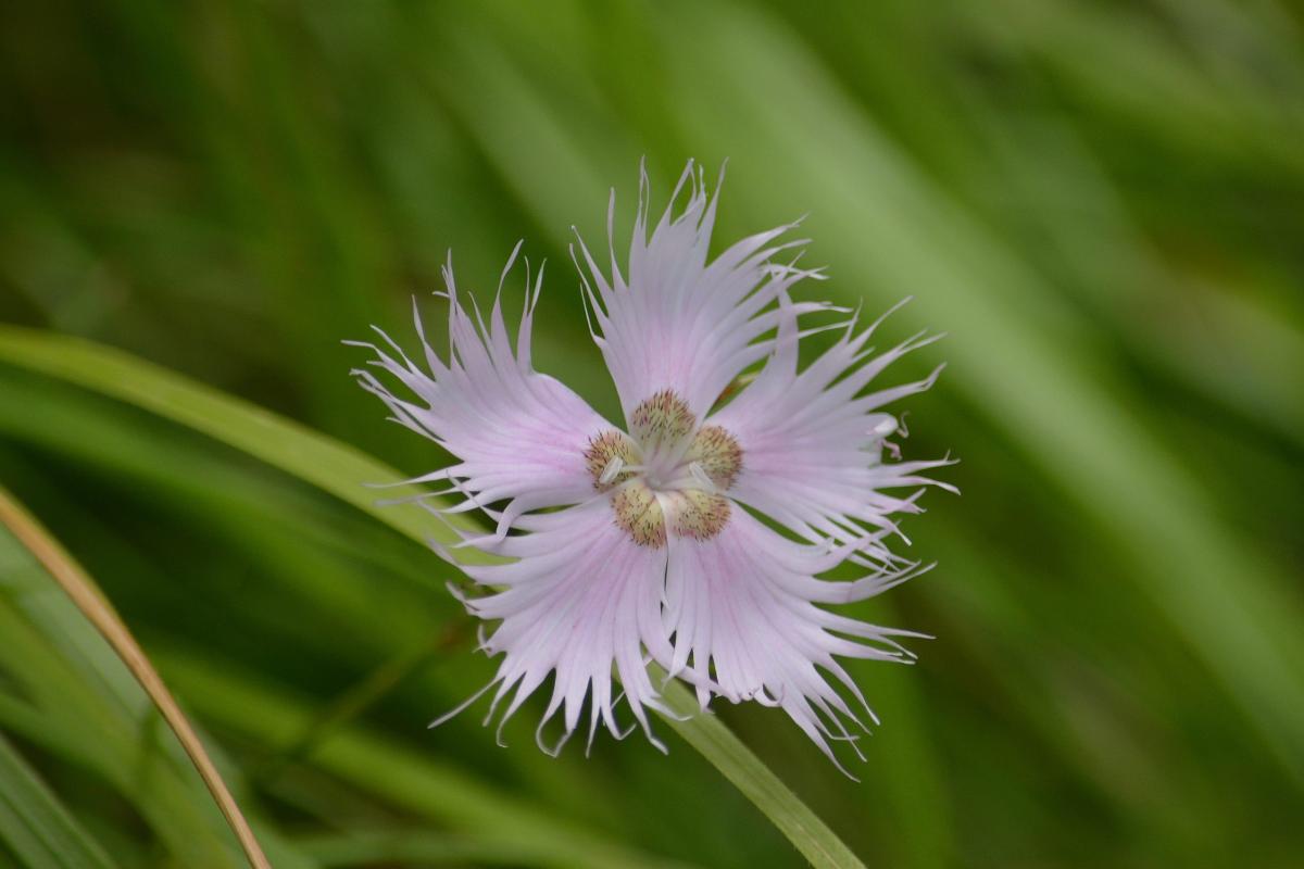 Dianthus hyssopifolius L.