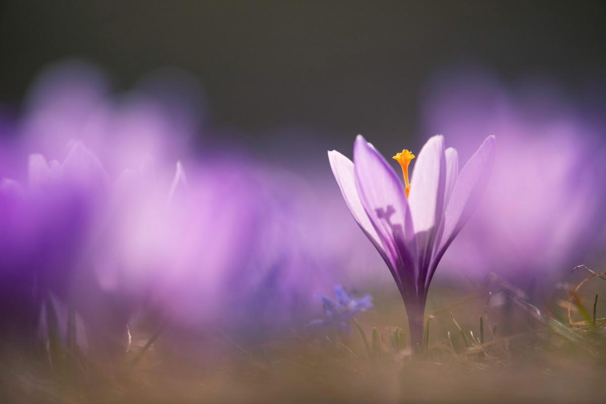 Crocus neapolitanus (Ker Gawl.) Loisel. - Foto di Andrea Fiordigiglio