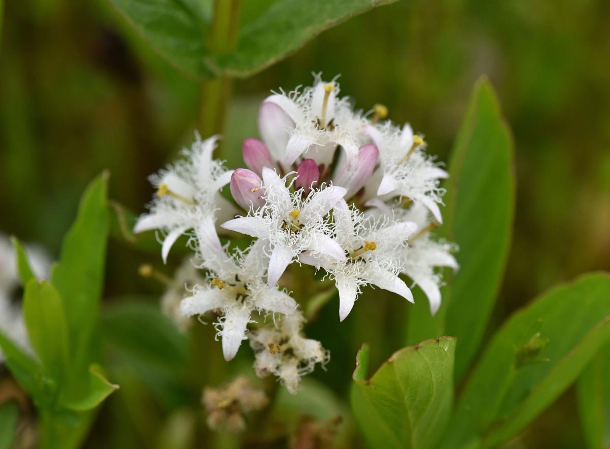 Menyanthes trifoliata L. - Foto di Angelina Iannarelli