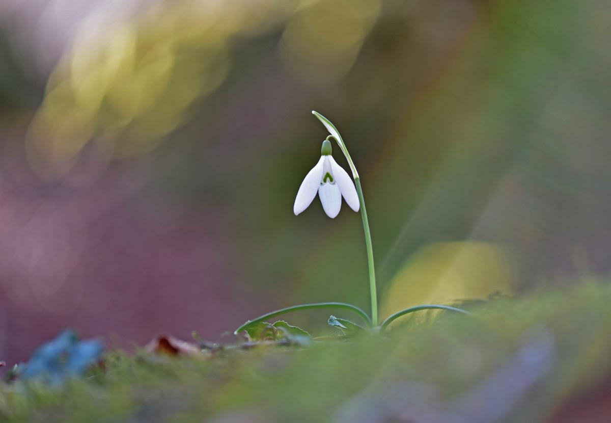 Galanthus nivalis L. - Foto di Angelina Iannarelli