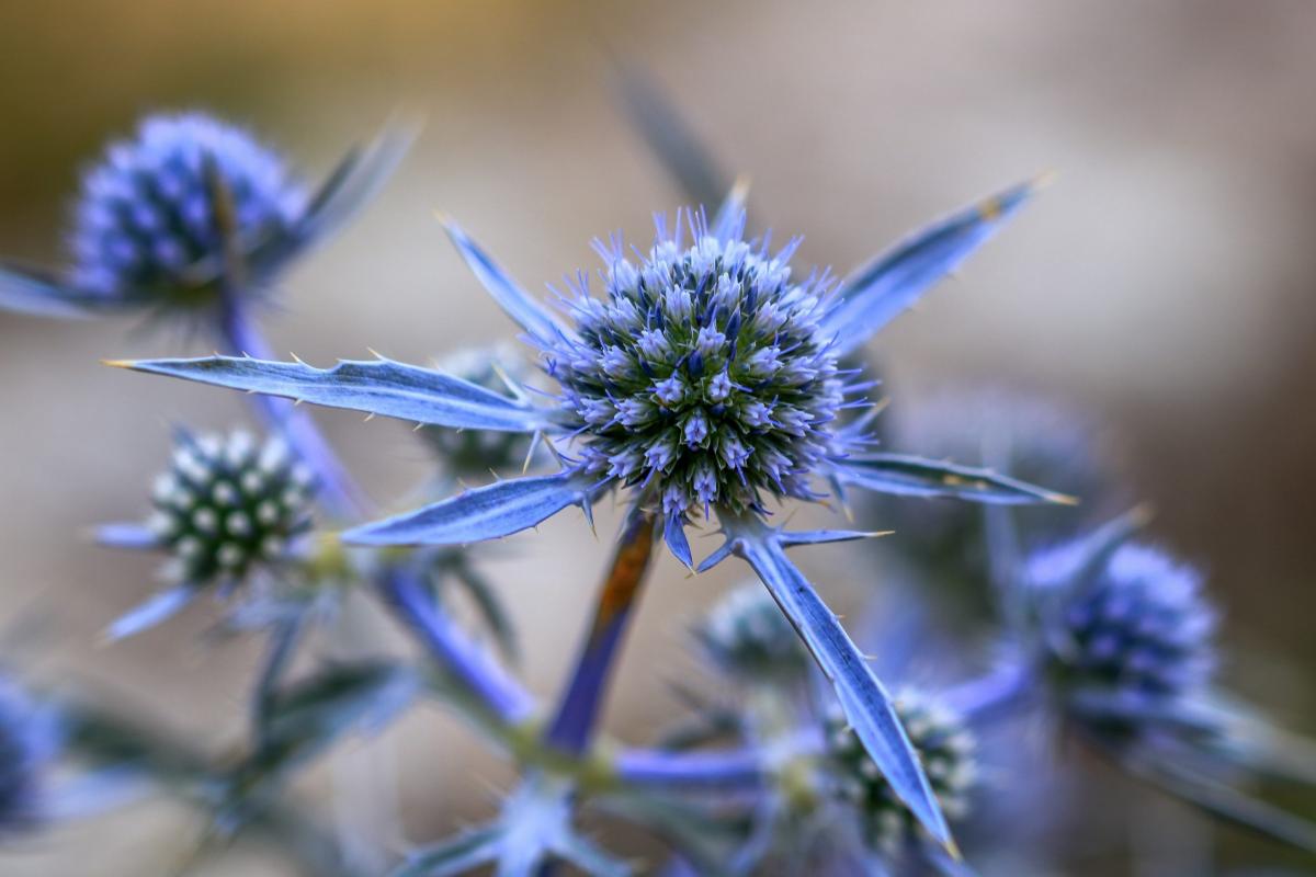 Eryngium amethystinum L. - Foto di Maria Annunziata Liberti