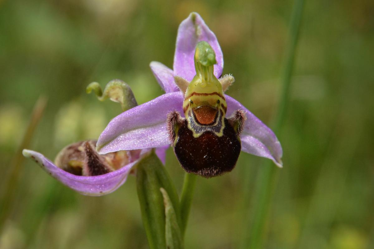 Ophrys apifera Huds. - Foto di Laura Quieti